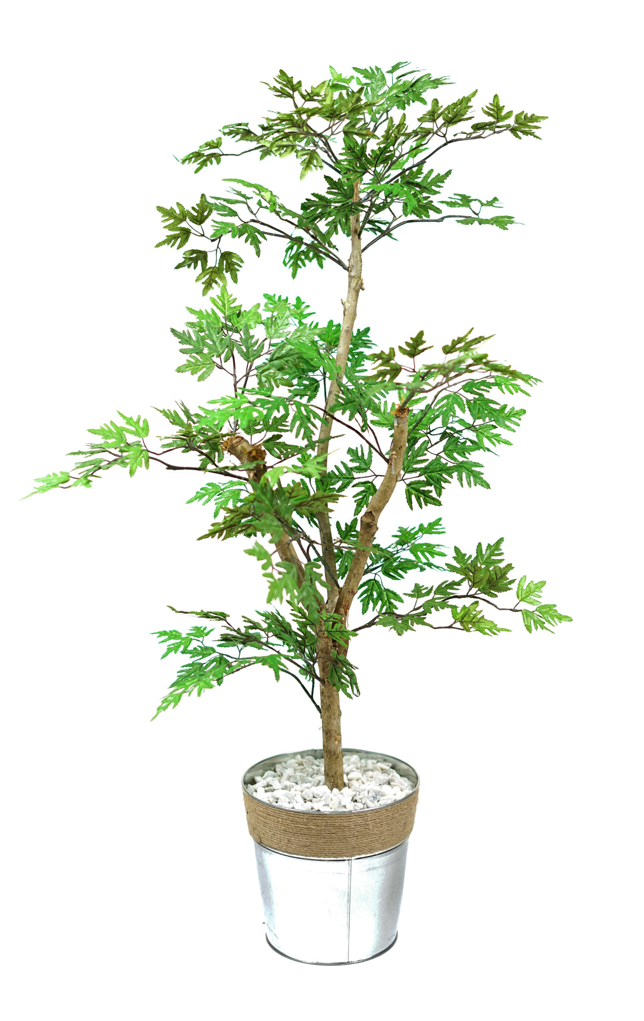 aralia ming aralia ming