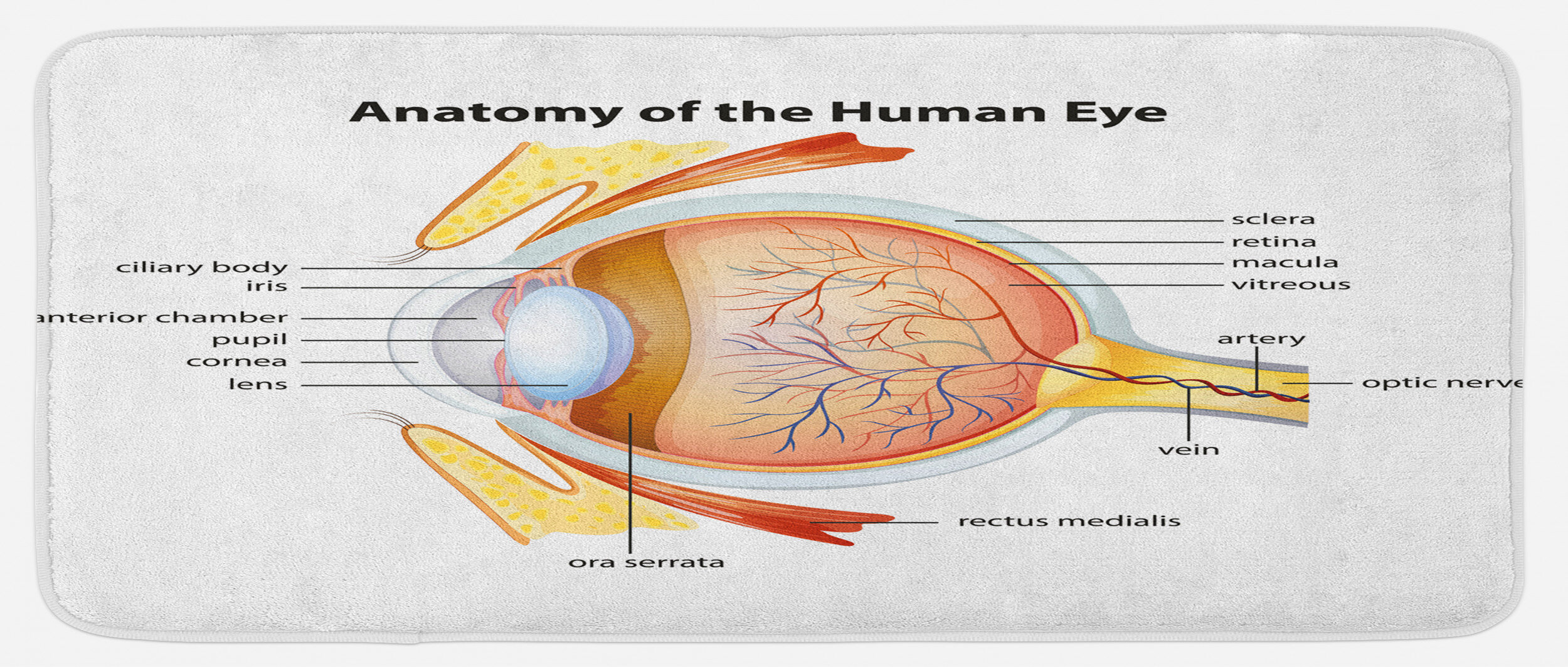 East Urban Home Human Eye Anatomy Cornea Iris Pupils Optic Nerves Graphic Print Coral Mustard