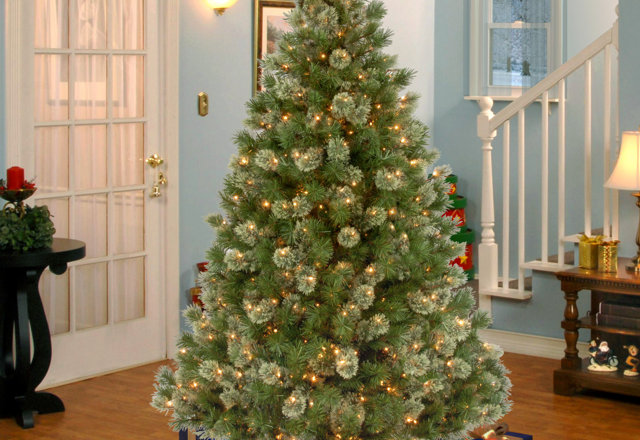 Top-Rated Christmas Trees