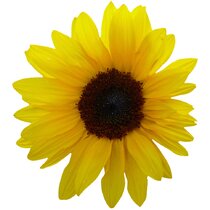 59 Pieces Removable Yellow Flower Decals Sunflower Window Stickers Sunflower for