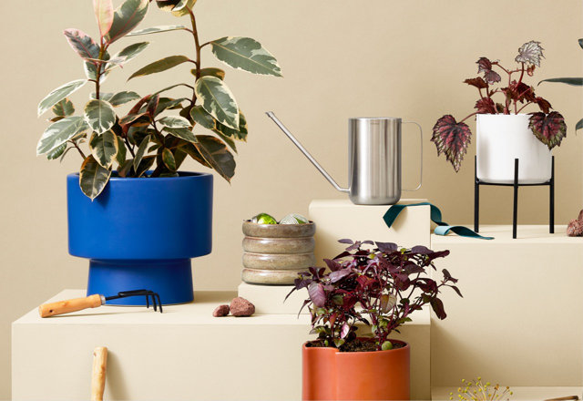 Live Plants Delivered in Days