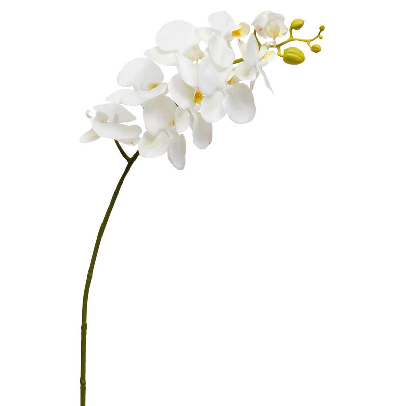 World Menagerie Phalaenopsis Orchids Stem
