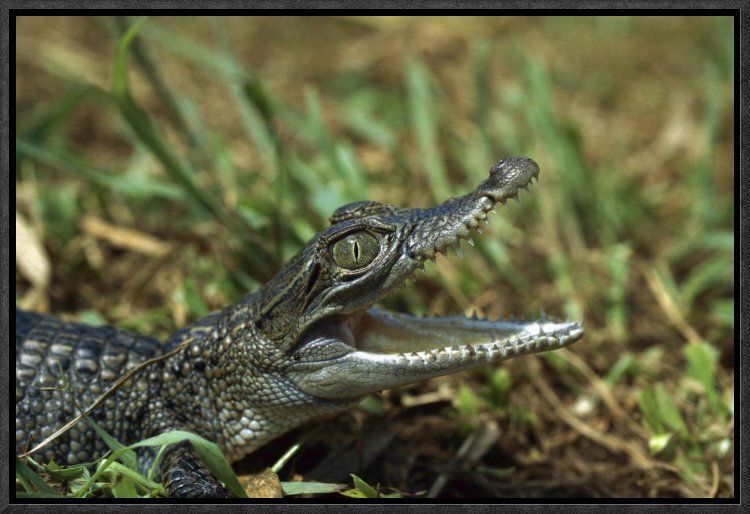 East Urban Home New Guinea Crocodile Baby New Guinea Indonesia Picture Frame Photograph On Canvas Wayfair