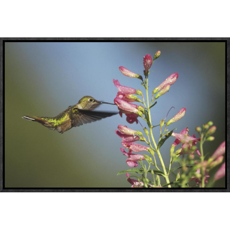 Global Gallery Broad Tailed Hummingbird Juvenile Feeding On Flowers New Mexico By Tim Fitzharris Framed Photographic Print On Canvas Wayfair