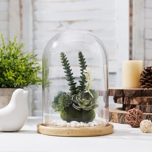 Large Clear Glass Cloche Dome Bell Jar Display Centrepiece Beauty Beast 3 Sizes 