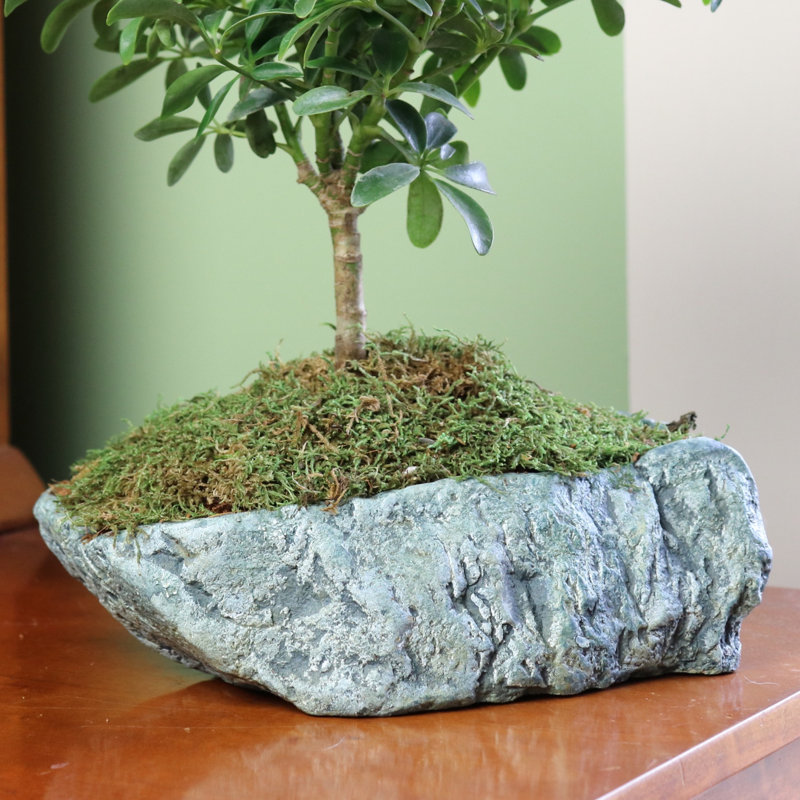 Bloomsbury Market Pardue Natural Elements Rock Concrete Pot Planter