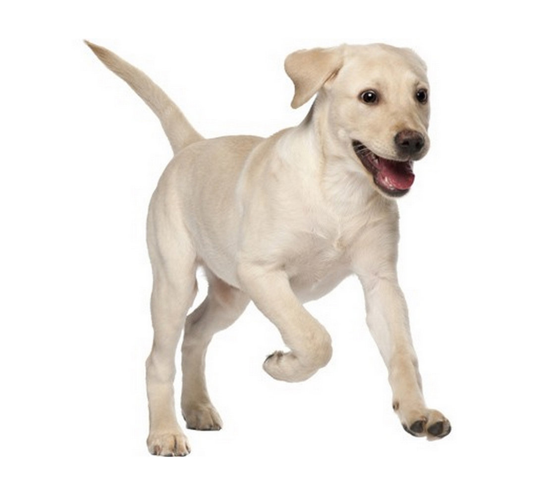 Labrador Puppy Wall Sticker