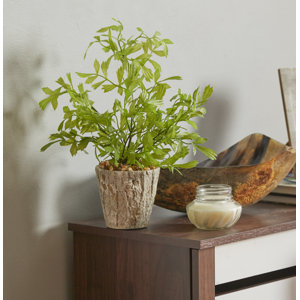 Mini Fishtail Spray in Weathered Oak Look Cement Planter