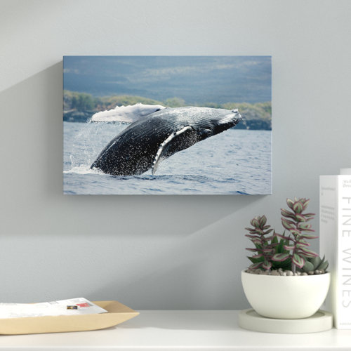 Humpback Whale by David Fleetham - Wrapped Canvas Photograph Print East Urban Home Size: 76.2cm H x 114.3cm W x 3.81cm D