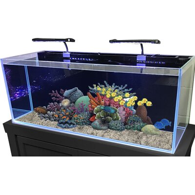 Fish Tanks & Aquariums You'll Love | Wayfair