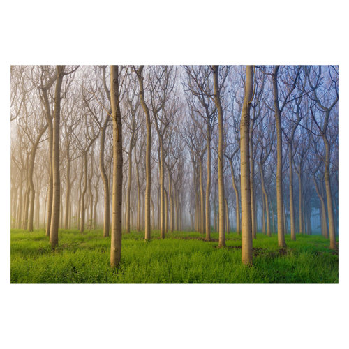 Morning in the Woods 2.25m x 3.36m Textured Matt Peel & Stick Wall Mural East Urban Home