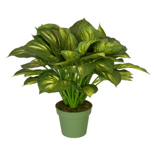 Tall Indoor Floor Plants | Wayfair Tall Indoor Floor Plants | Wayfair