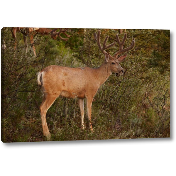 Millwood Pines Co Pike Nf Mule Deer Buck With Velvet Antlers