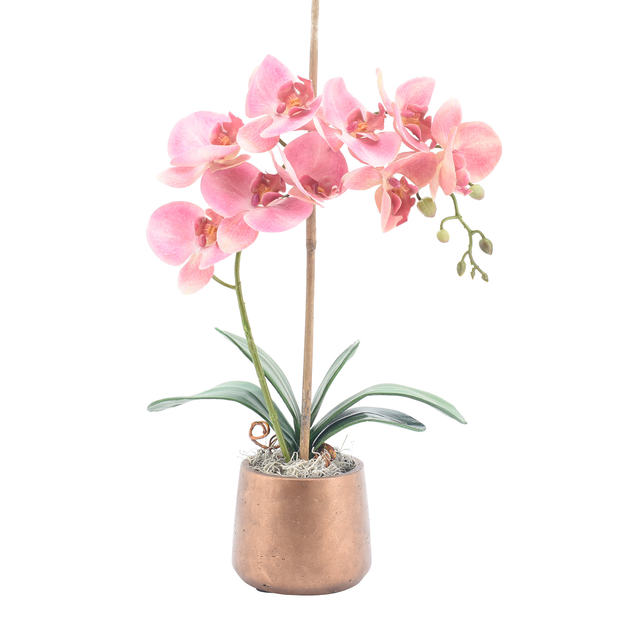 Phalaenopsis Orchids Floral Arrangement In Pot Reviews Joss Main