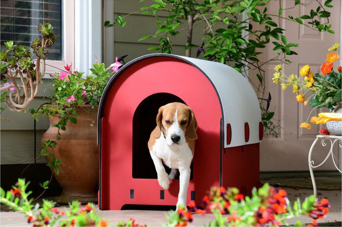 what is the name of dog house