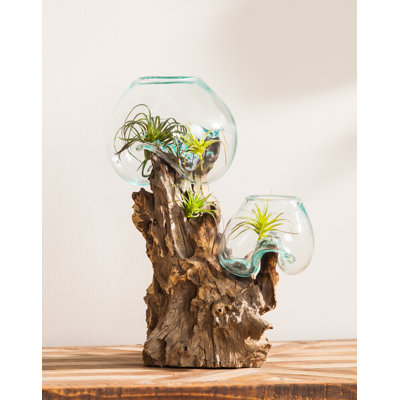 Pinkard Double Glass Driftwood Terrarium Tabletop Planter
