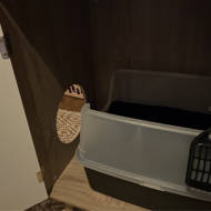 dollar store litter box