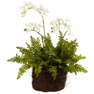 Mini Phalaenopsis and Fern with Bridsnest Planter