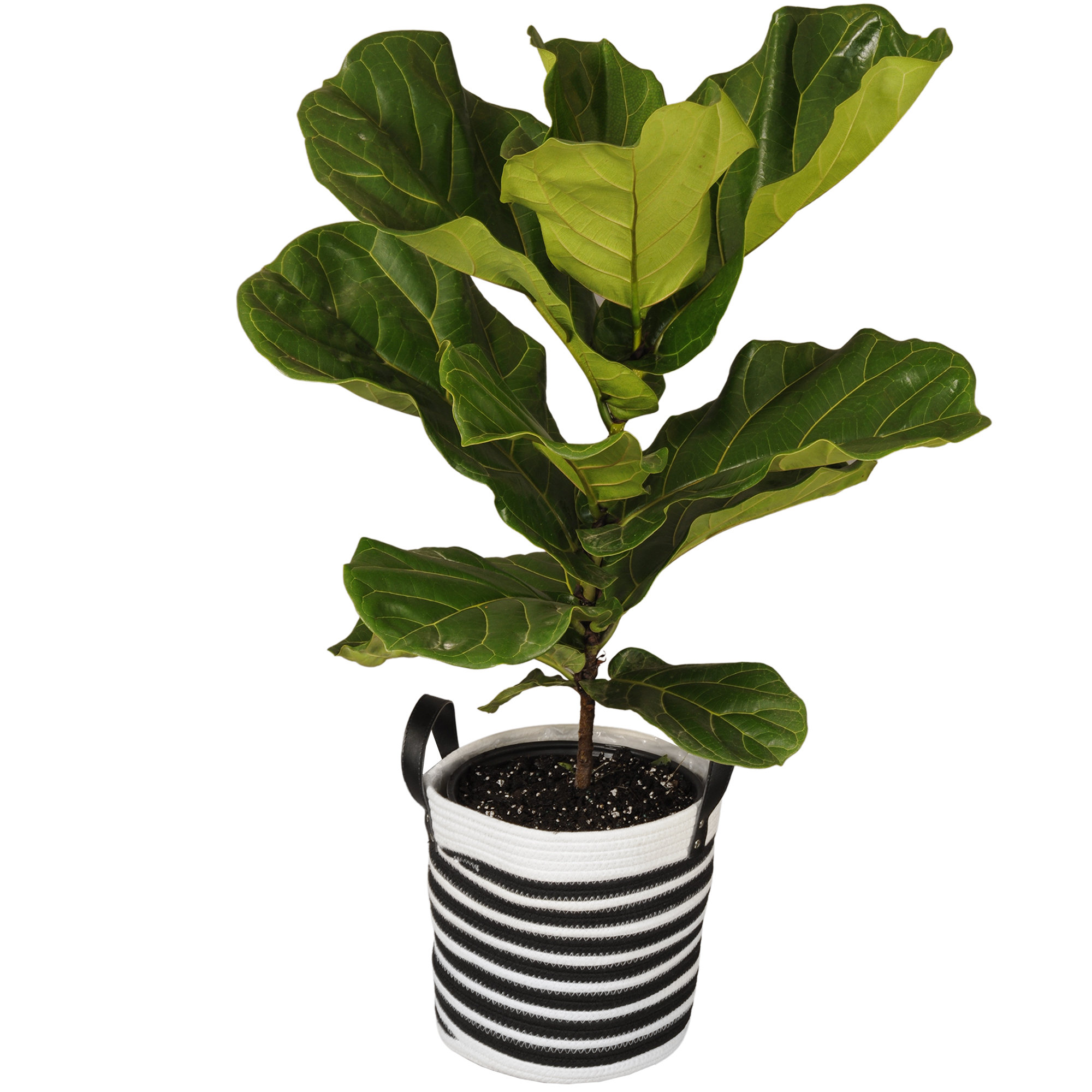 United Nursery 28'' Fiddle Leaf Fig Plant in Basket Wayfair
