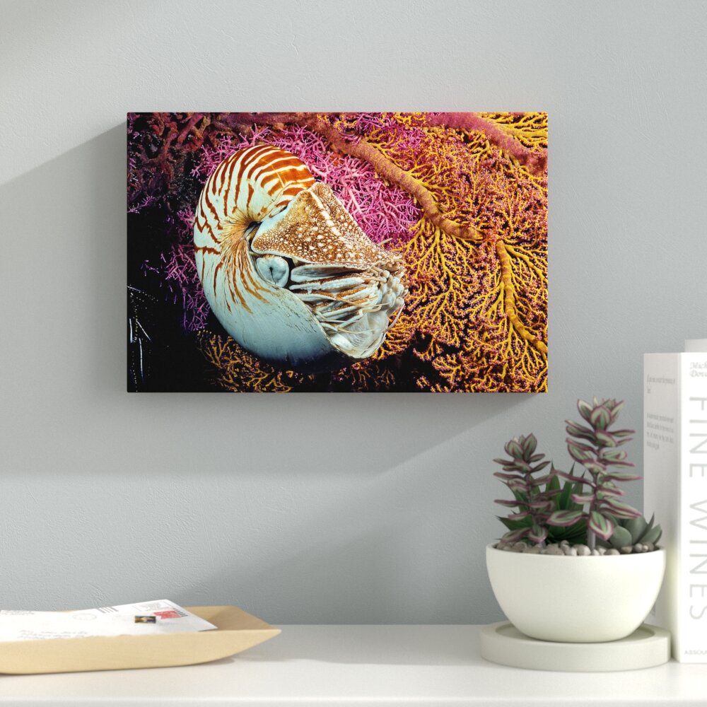 Latitude Run® Chambered Nautilus by David Fleetham - Wrapped Canvas ...