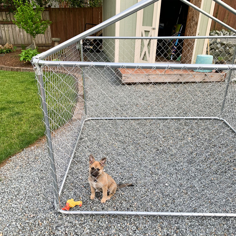 feline glaucoma treatment