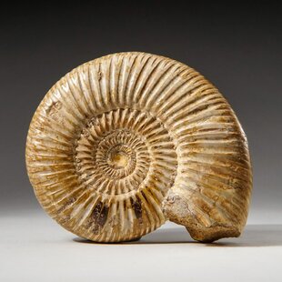 Real fossil ammonite set in gift case with info cards for dinosaur & nature fans 