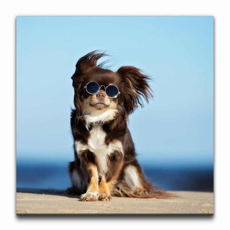 East Urban Home Leinwandbild Hund mit Sonnenbrille