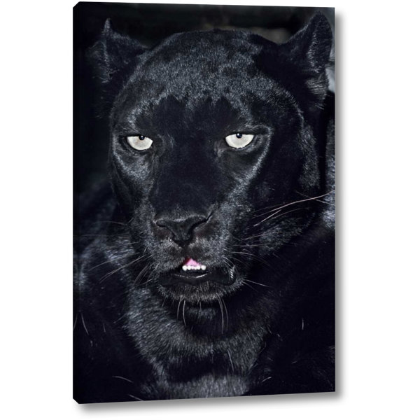 World Menagerie Ca Los Angeles Portrait Of Black Jaguar Adult