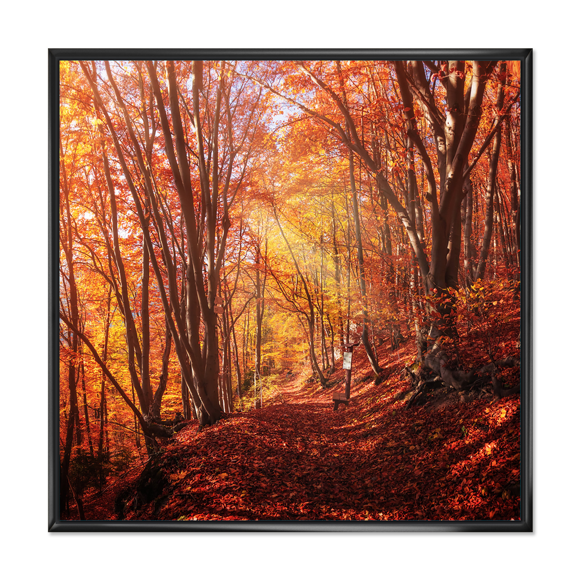 Millwood Pines Colorful Trees In Autumn Forest Colorful Trees In Autumn ...