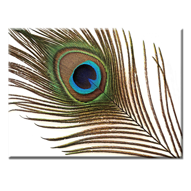 World Menagerie Peacock Feather By Norman Wyatt Jr Wrapped Canvas Print Wayfair World Menagerie Peacock Feather By Norman Wyatt Jr Wrapped Canvas Print Wayfair