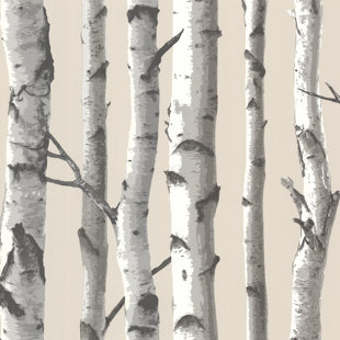 birch tree wallpaper you ll love in
