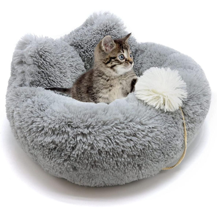 grey kitten bed
