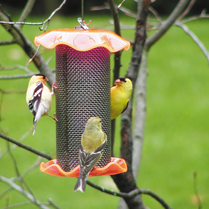 Birds Choice Forever 1 Quart Nyjer Thistle Feeder Wayfair