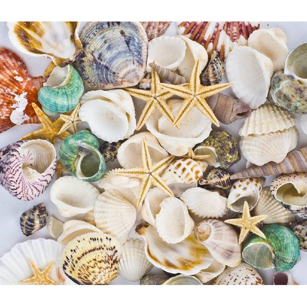 SEASHELLS Home Decor Decorative Accents Arts & Crafts Vase Fillers NEW 