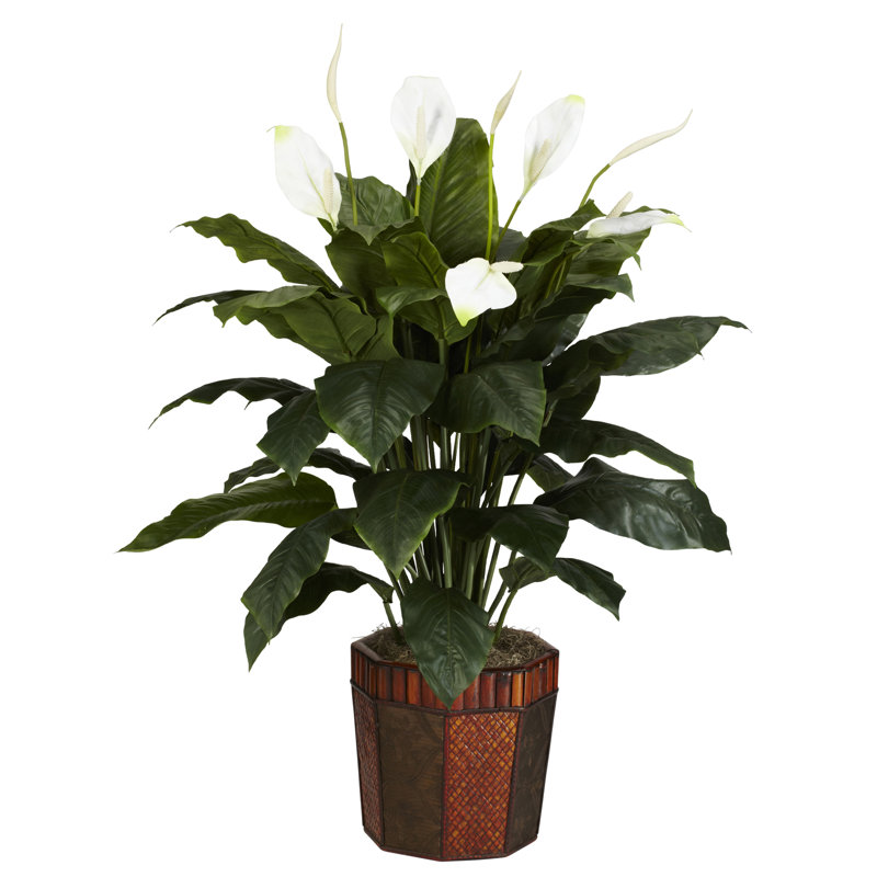 Charlton Home® Spathyfillum Silk Floor Plant in Decorative