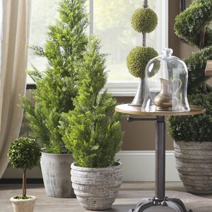 Evgenia Cedar Topiary Plant In Pot