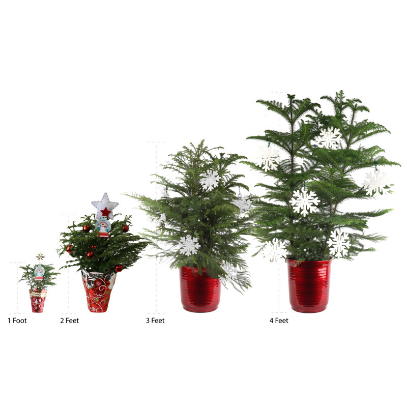 Costa Farms Norfolk Island Pine With Ornaments In Red Holiday Decor Pot 4 Green Pine Fresh Cut Christmas Tree Wayfair