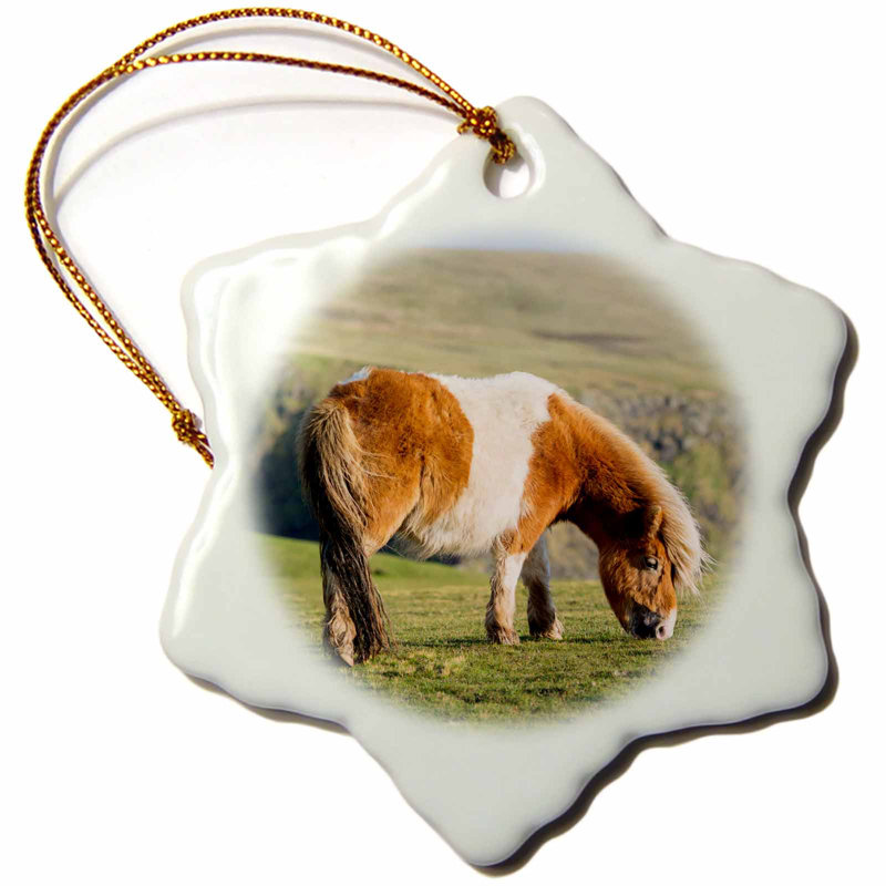 The Holiday Aisle Shetland Pony On Pasture Near High Cliffs