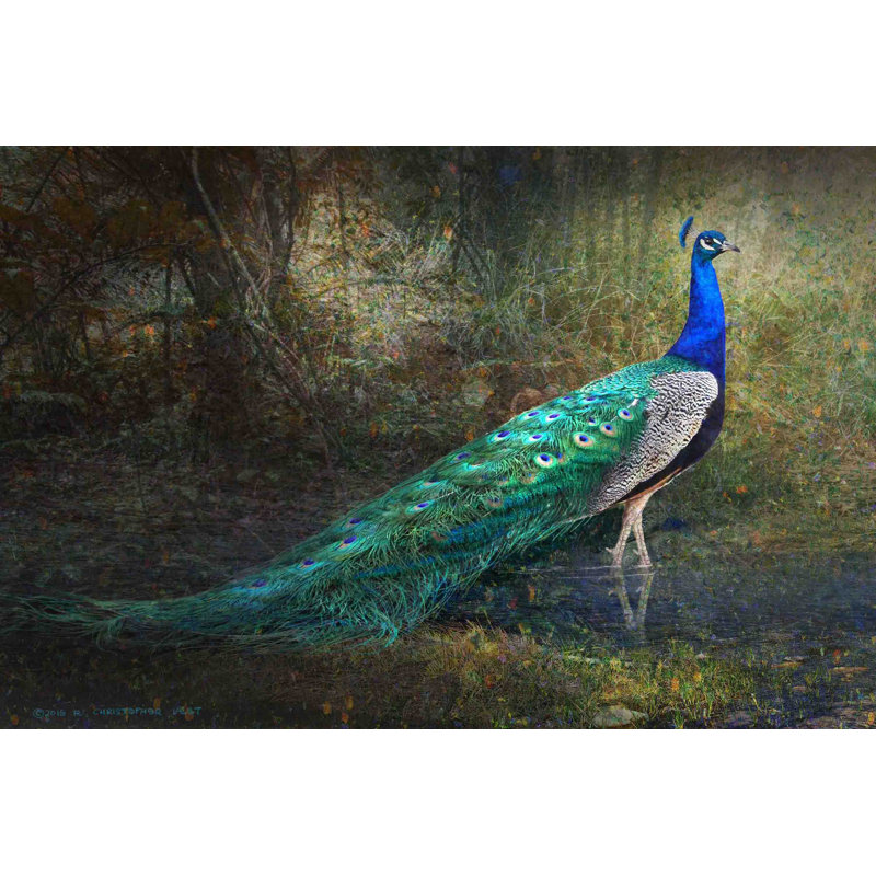 World Menagerie Jungle Stream Peacock Painting Print On Wrapped