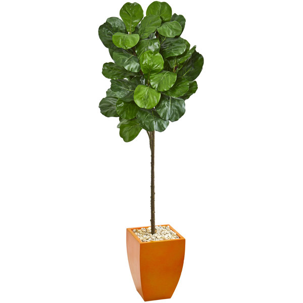 6 Ft Fig Tree