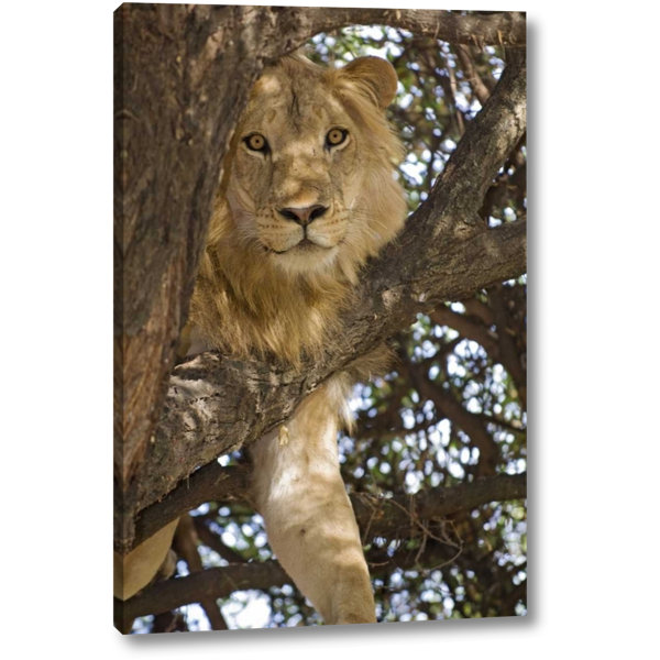 World Menagerie Tanzania Lake Manyara Np Lion Photographic