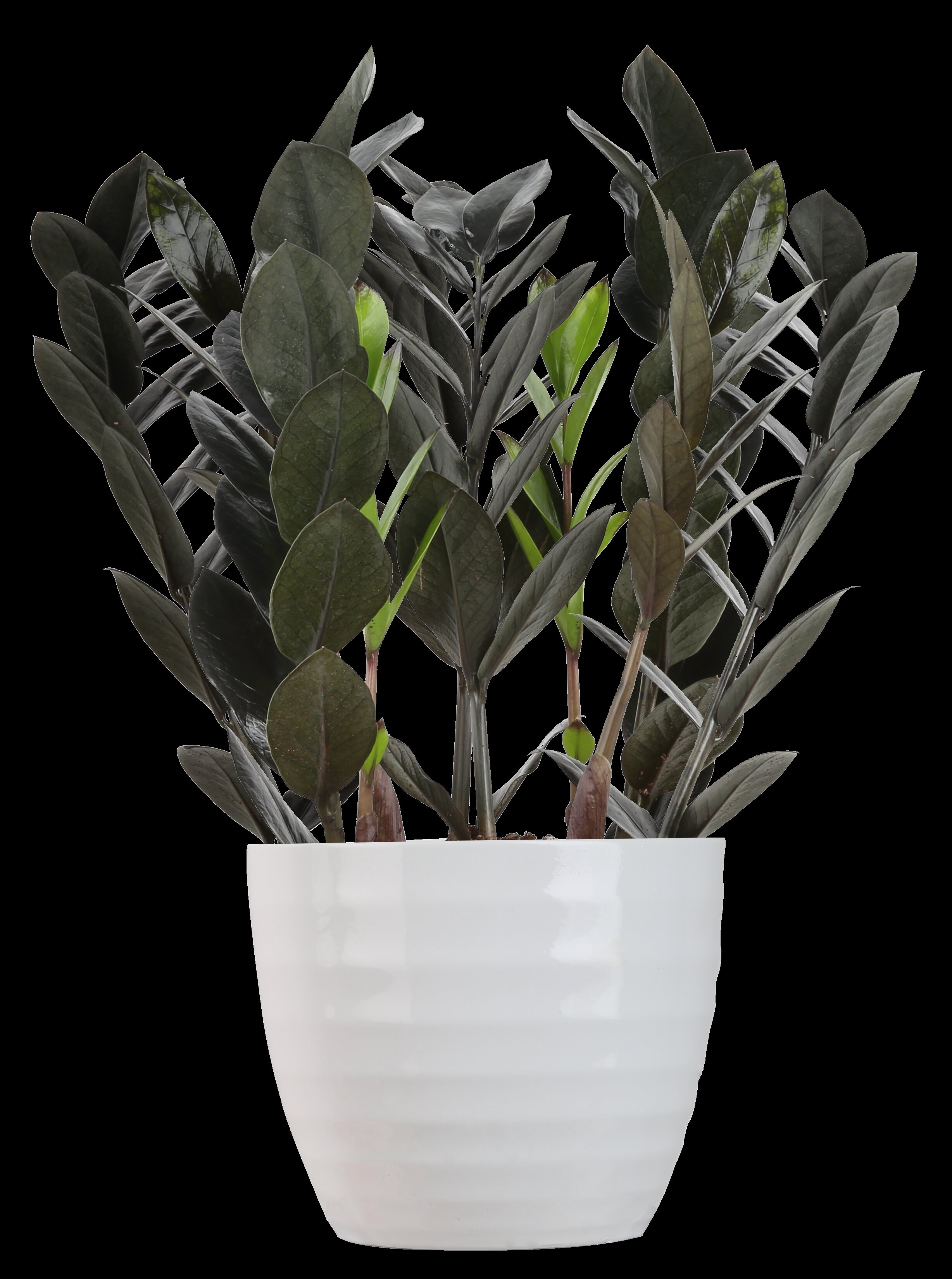 Costa Farms 12 Live Raven Zz Plant In Planter Reviews Wayfair