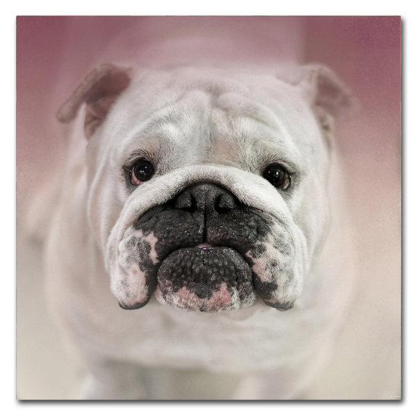 bulldog puppy treats