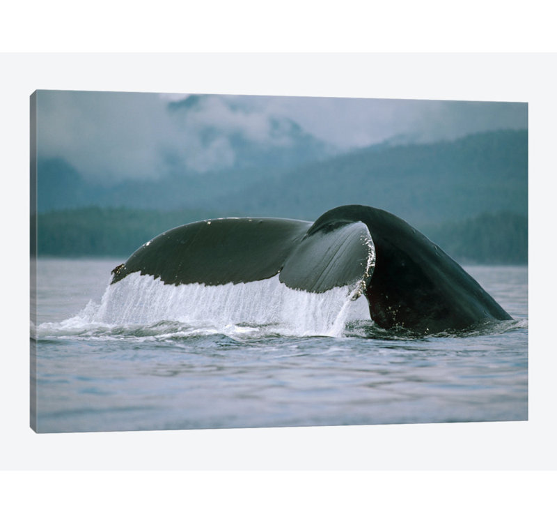 East Urban Home Humpback Whale Tail Alaska Photographic Print On Canvas Wayfair
