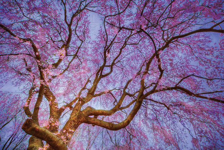 East Urban Home Weeping Cherry By Natalie Mikaels Painting On