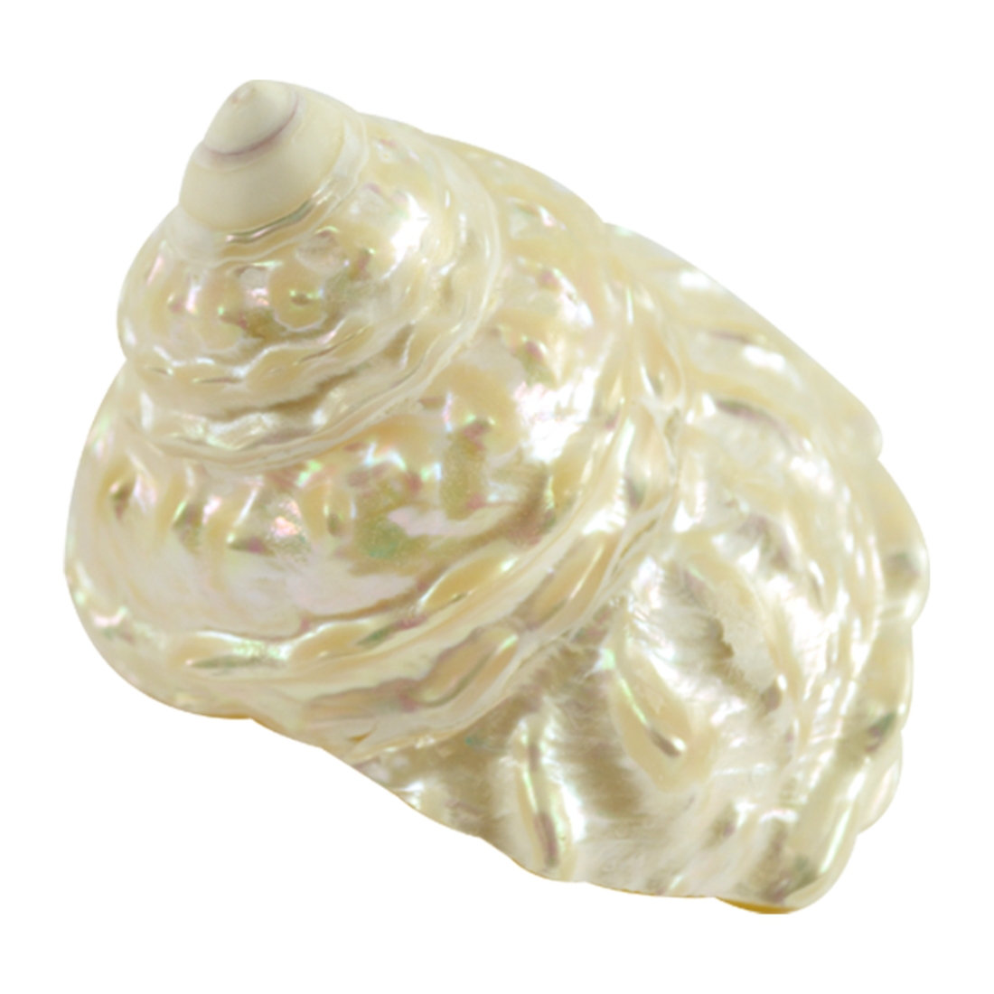 Rosecliff Heights Stepp Wavy Top Pearled Shell Wayfair