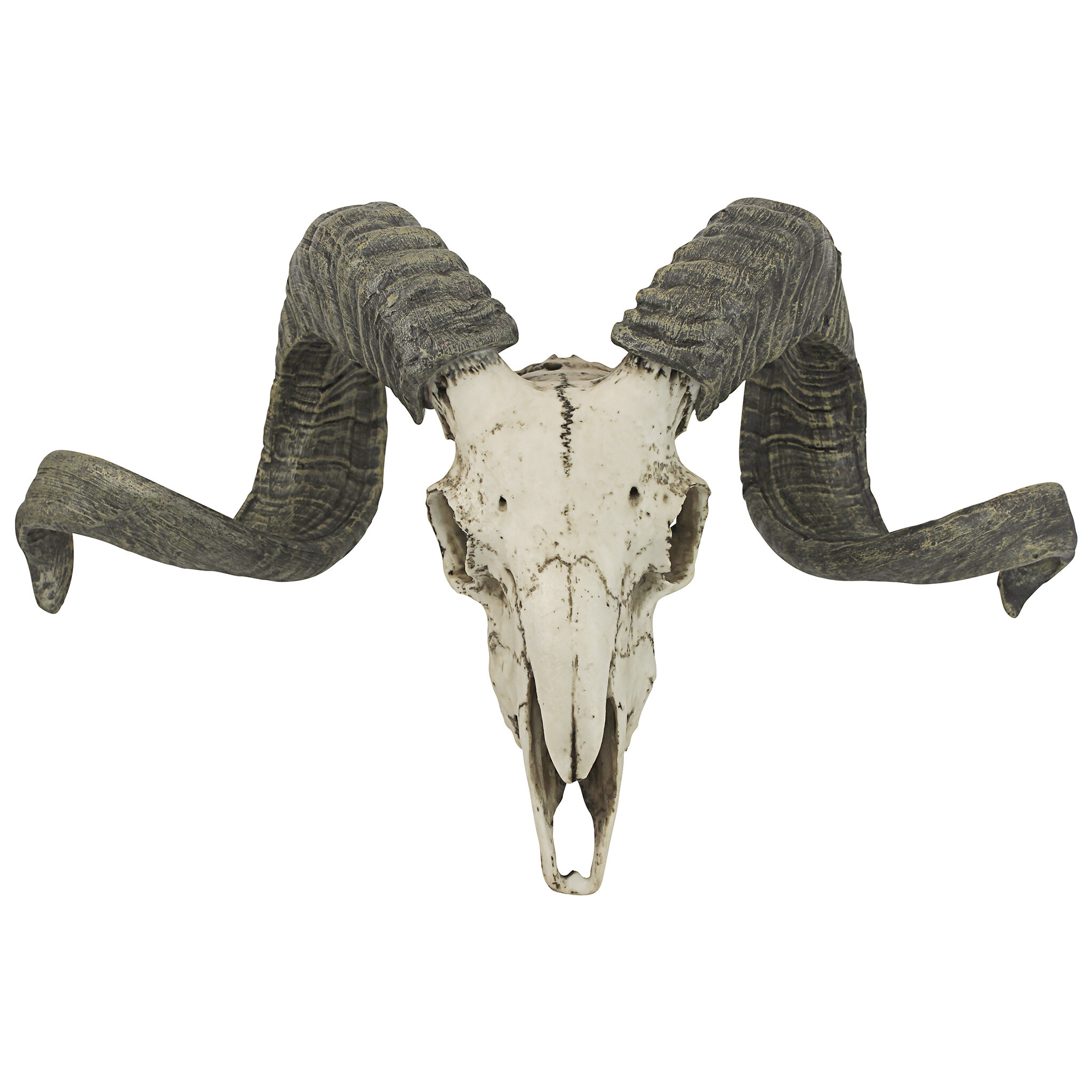 Palaney Corsican Ram Skull and Horns Trophy Wall Décor