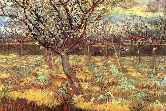 Buyenlarge Apricot Trees In Blossom By Vincent Van Gogh Painting