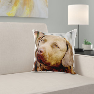 ellis farms chesapeake bay retrievers