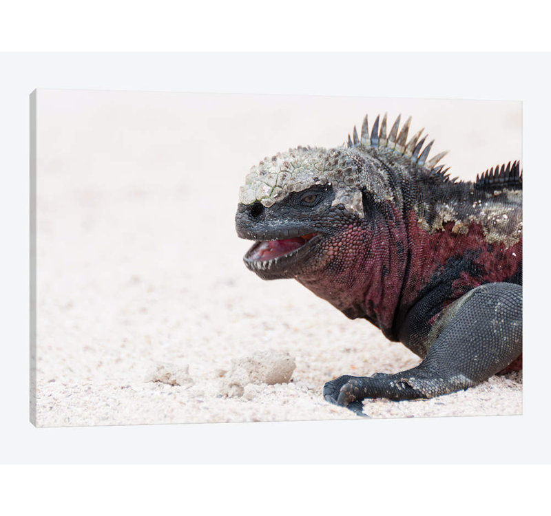 East Urban Home Marine Iguana Galapagos Islands Ecuador